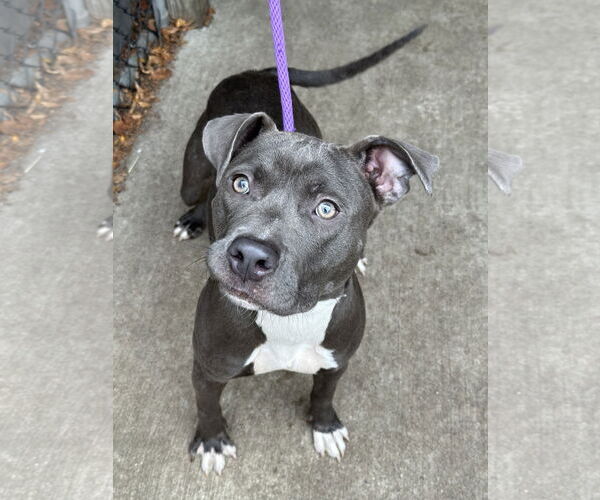 Medium Photo #2 American Pit Bull Terrier-Unknown Mix Puppy For Sale in Crete, IL, USA