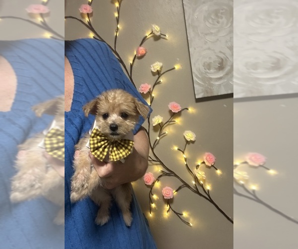 Medium Photo #1 Morkie Puppy For Sale in VIRGINIA BEACH, VA, USA
