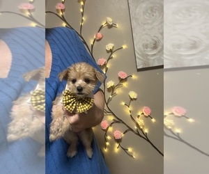 Morkie Puppy for sale in VIRGINIA BEACH, VA, USA