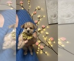 Small Morkie