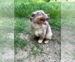 Puppy Diego Australian Shepherd