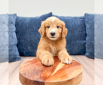 Small Photo #36 Goldendoodle (Miniature) Puppy For Sale in MILLERSBURG, OH, USA