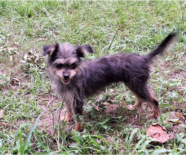 Medium Photo #3 Mutt Puppy For Sale in Missouri City, TX, USA