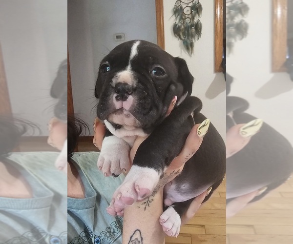 Medium Photo #14 American Bully Puppy For Sale in SAINT ALBANS, WV, USA