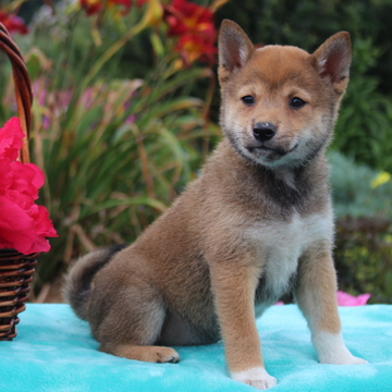 Medium Photo #1 Shiba Inu Puppy For Sale in GAP, PA, USA