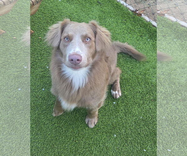 Medium Photo #4 Aussie Siberian Puppy For Sale in Cumming, GA, USA