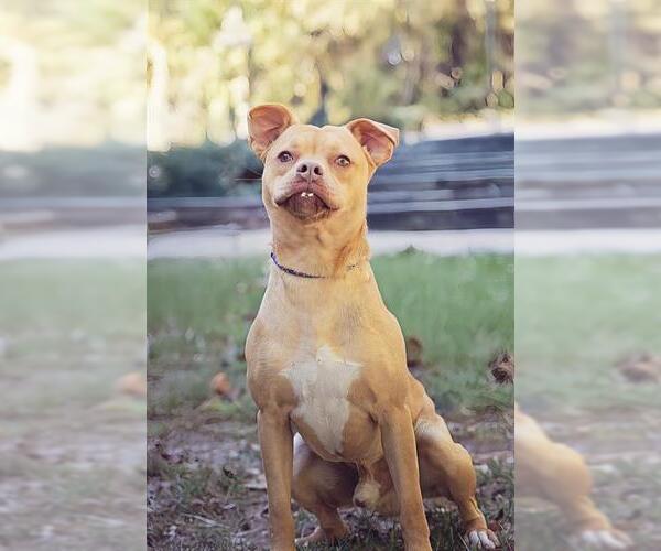 Medium Photo #1 Labrador Retriever-Unknown Mix Puppy For Sale in Belleville, IL, USA