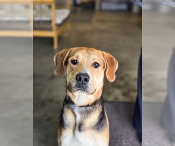 Medium Photo #2 Mutt Puppy For Sale in Sandy, UT, USA