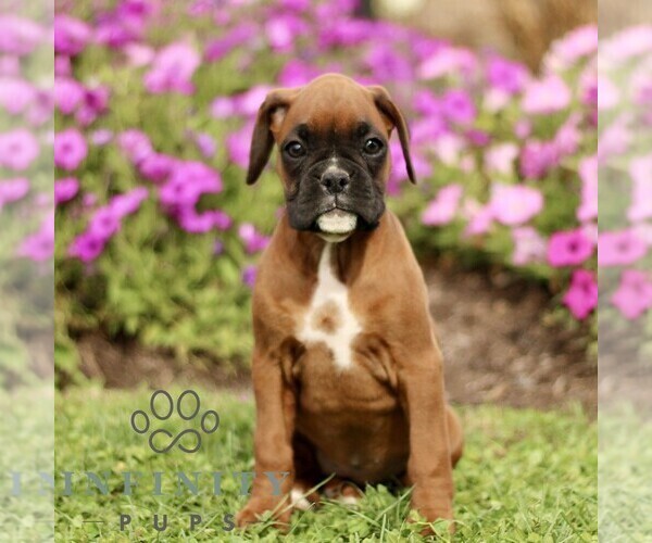 Medium Photo #1 Boxer Puppy For Sale in GORDONVILLE, PA, USA