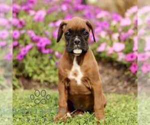 Boxer Puppy for sale in GORDONVILLE, PA, USA