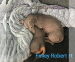 Small #12 Dachshund