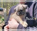 Puppy Basil Brussels Griffon