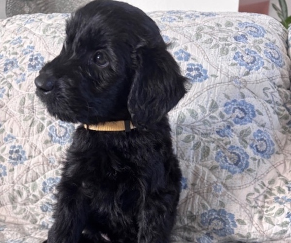 Medium Photo #3 Schnoodle (Giant) Puppy For Sale in ANDERSON, CA, USA
