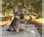 Small #2 Pomeranian