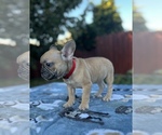 Small #4 French Bulldog
