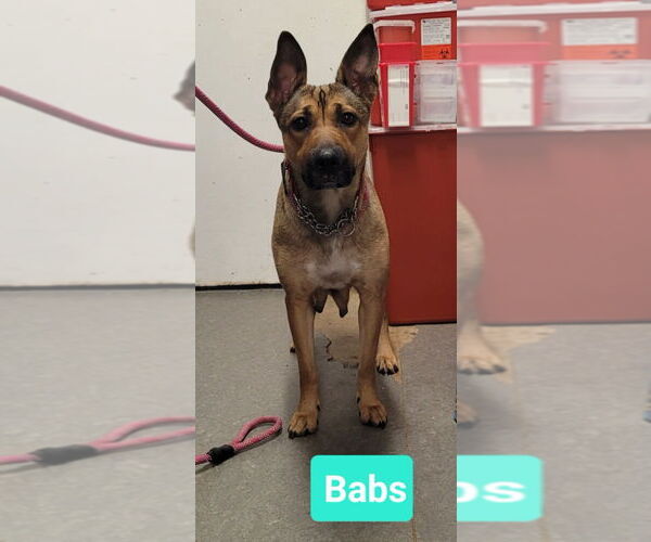 Medium Photo #1 Affenpinscher-Unknown Mix Puppy For Sale in Richmond, IN, USA