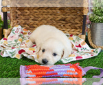 Small #2 Golden Retriever