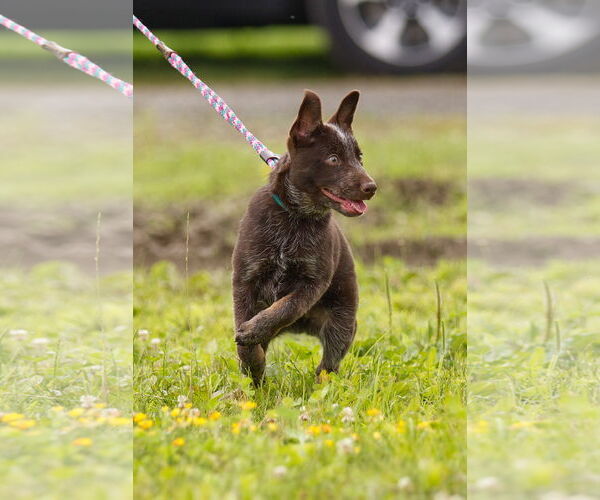 Medium Photo #3 Mutt Puppy For Sale in Garden City, NY, USA