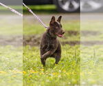 Small #2 Mutt