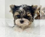 Small Yorkshire Terrier
