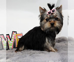 Small Yorkshire Terrier