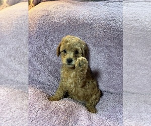 Poodle (Miniature) Puppy for sale in INDIANAPOLIS, IN, USA