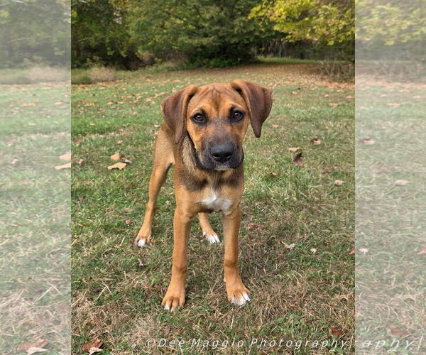 Medium Photo #1 Boxer Puppy For Sale in Clinton , MI, USA