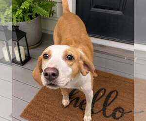 Mutt Dogs for adoption in Shelburne, VT, USA
