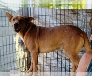 Apache - Male Carolina Dog-Unknown Mix Dog for Adoption - Photo #2
