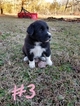 Small Photo #7 Great Pyredane Puppy For Sale in WOODVILLE, AL, USA