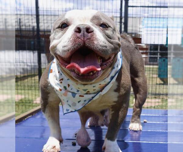 Medium Photo #3 Bulldog-Unknown Mix Puppy For Sale in San Antonio, TX, USA