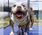 Small #2 Bulldog Mix