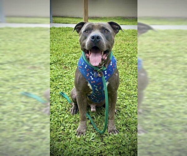 Medium Photo #1 American Pit Bull Terrier Puppy For Sale in St. Cloud, FL, USA