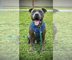 Small American Pit Bull Terrier