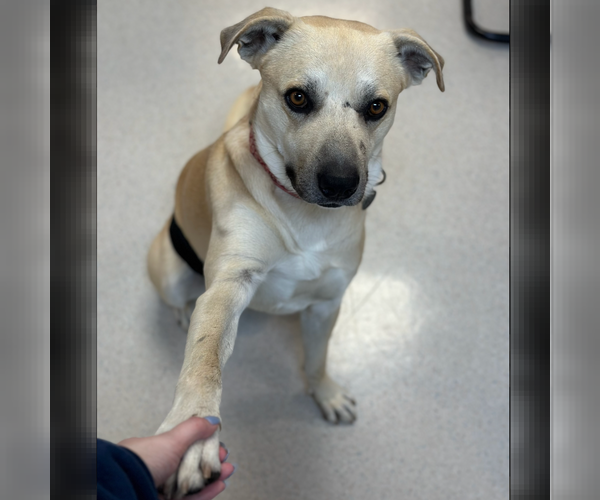 Medium Photo #2 Mutt Puppy For Sale in Rohnert Park, CA, USA