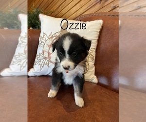 Australian Shepherd Puppy for sale in EXETER, MO, USA