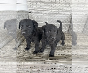 Labrador Retriever Puppy for sale in WINCHESTER, KY, USA