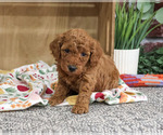 Small Poodle (Miniature)