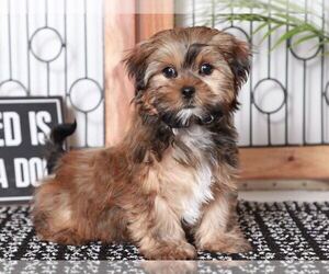 Shorkie Tzu Puppy for sale in NAPLES, FL, USA