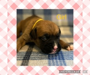 Boxer Puppy for Sale in VINEMONT, Alabama USA