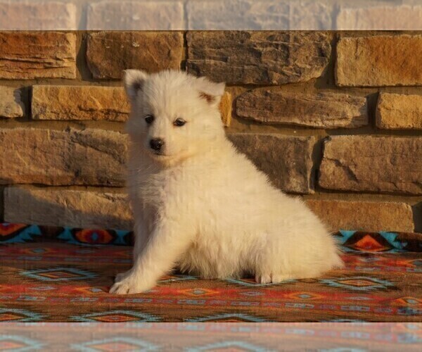 Medium Photo #3 Samoyed Puppy For Sale in FREDERICKSBURG, OH, USA