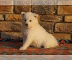 Small Photo #3 Samoyed Puppy For Sale in FREDERICKSBURG, OH, USA
