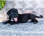 Small #12 Great Dane