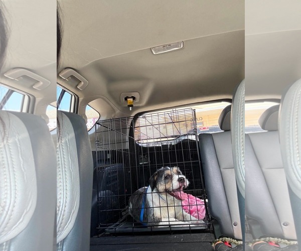 Medium Photo #5 Mutt Puppy For Sale in Cape May, NJ, USA