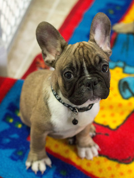 Medium Photo #8 French Bulldog Puppy For Sale in BAY VIEW, WI, USA