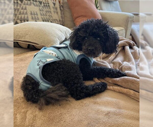 Medium Photo #3 Poodle (Miniature) Puppy For Sale in San Diego, CA, USA