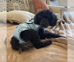 Small #2 Poodle (Miniature)