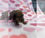 Small Photo #7 Dachshund Puppy For Sale in ASHLAND, NE, USA