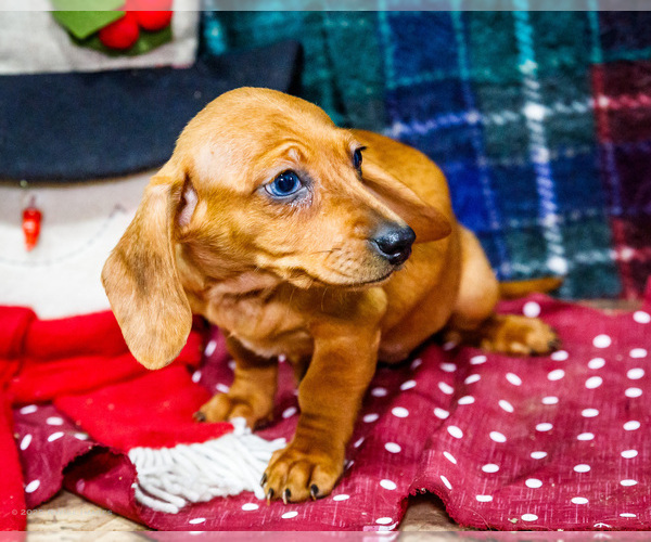 Medium Photo #5 Dachshund Puppy For Sale in WAKARUSA, IN, USA