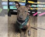 Small #1 Chinese Shar-Pei